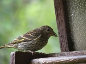 Bird eating at feeder