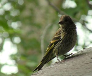 Bird on top of feeder